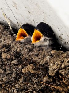 Bald ist es wieder soweit: Junge Mehlschwalben im Nest. Foto: Kathy Büscher für NABU